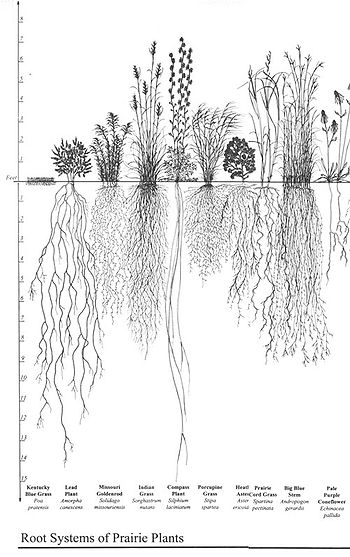 Root systems of prairie plants